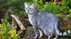 Egipatski mau (fotografije): true cat exotic